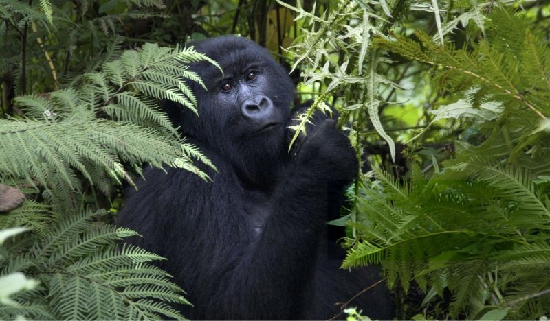 Bwindi Impenetrable Forest destination